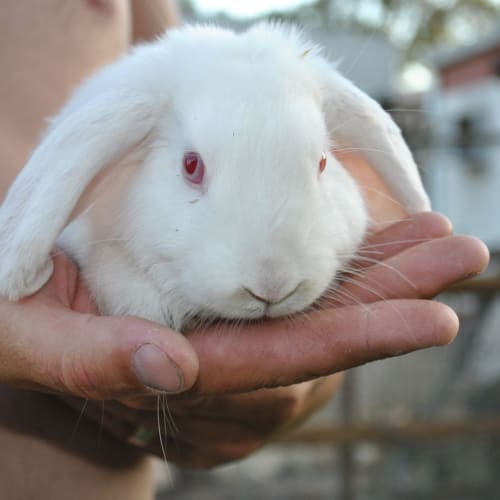 No photo for !! Missing !! Skittles   Mini Lop