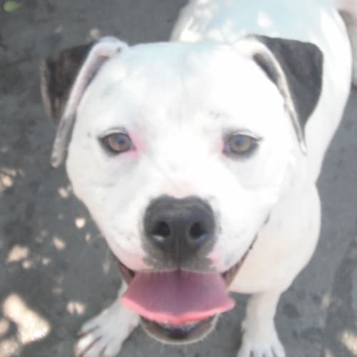 No photo for Rose 700926