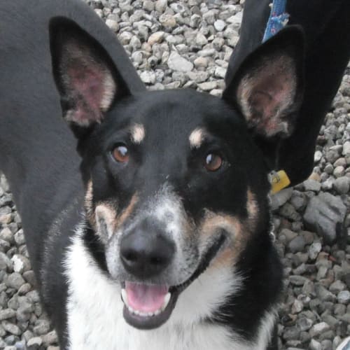 No photo for Troy 701739