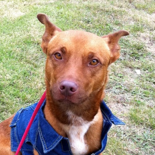 No photo for Buddy 701858