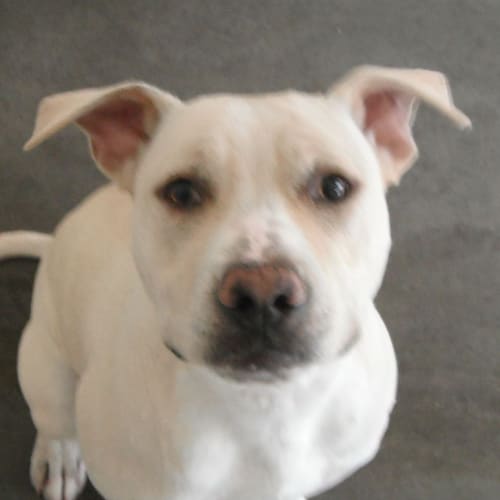 No photo for Baxter 702503