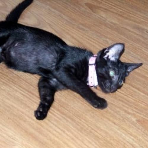 No photo for Peaches (C1585) **Adopted**