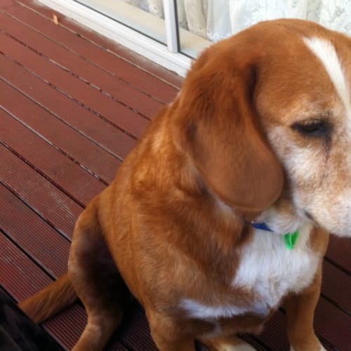 No photo for Teddy   Mr Perfect! :) *On Trial In His New Home!*