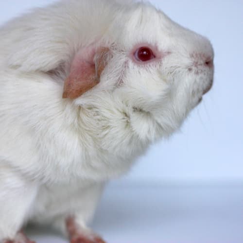 No photo for Lychee   Adoptables Of The Month