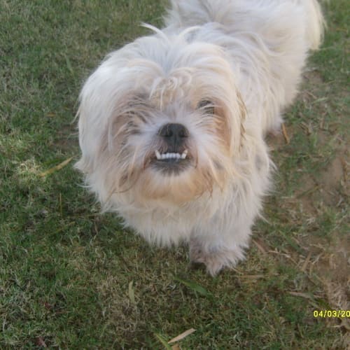 Urgent Foster Care for Pound Dog
