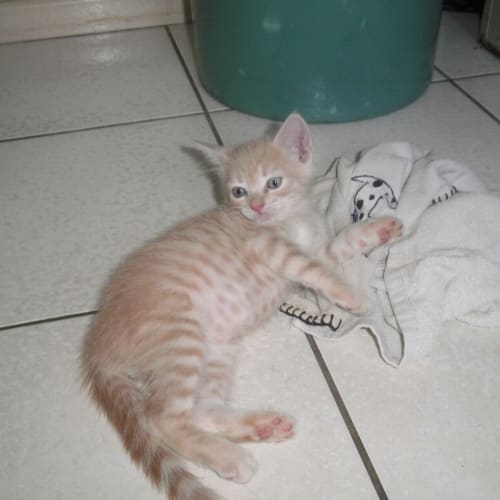 Un Named Champagne Coloured Male Kitten