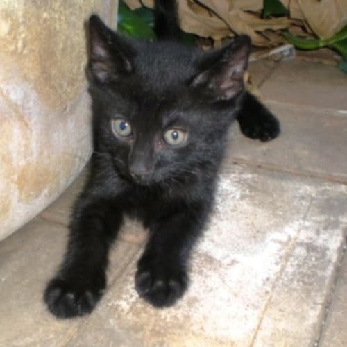 No photo for Mixed Kittens
