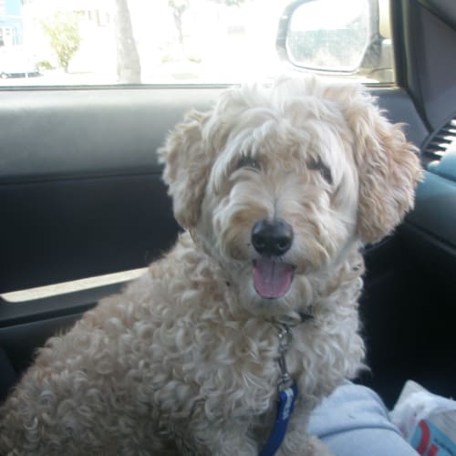 No photo for Poodle X