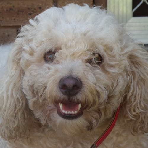 No photo for Buster(d1825) *Adopted*