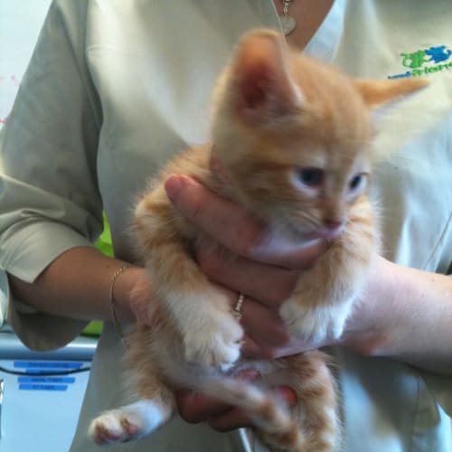 No photo for Jake (5 Weeks Old) Deposit Taken