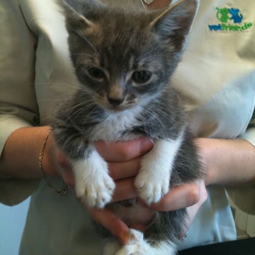 No photo for Evie (5 Weeks Old) Deposit Taken