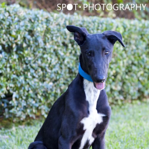 No photo for Archie   Arq Eofys Adoption Drive!