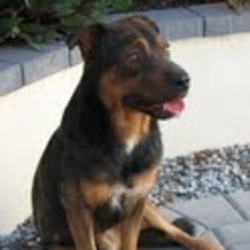 No photo for **Adoption Pending** Rottyboy