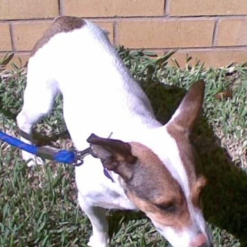 No photo for Hazel   On Trial
