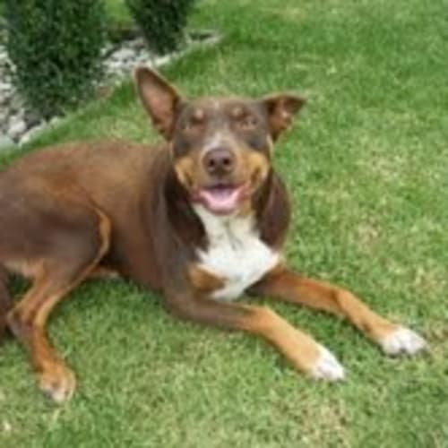 No photo for Roxy (No More Enquiries Please)
