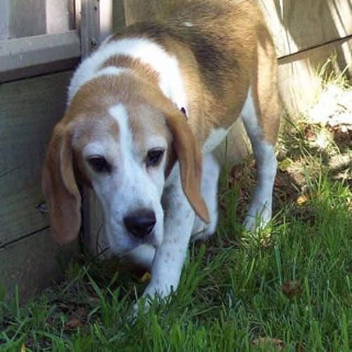No photo for Gypsy (Golden Oldie)