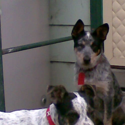 No photo for Asha ***Adopted***