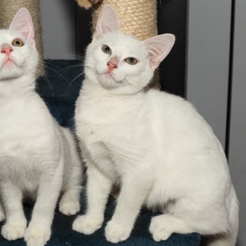 No photo for Dolly And Angel