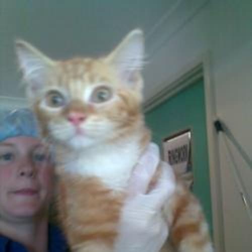 No photo for Ginger