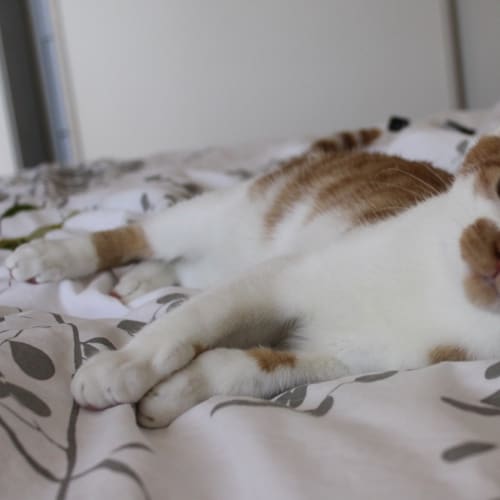 No photo for Pookie Bear