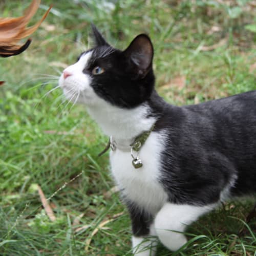 No photo for Tuxedo Bond 007*Adoption Pending*