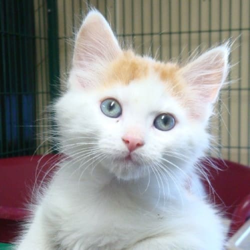 No photo for Marmalade