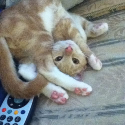 No photo for Noodles