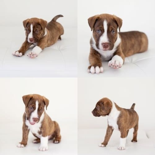 No photo for Staffy X. 8 Weeks. Jaxon