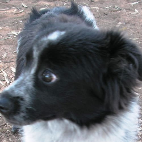 No photo for Feather