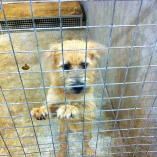 No photo for Fergee Adopt / Foster Needed