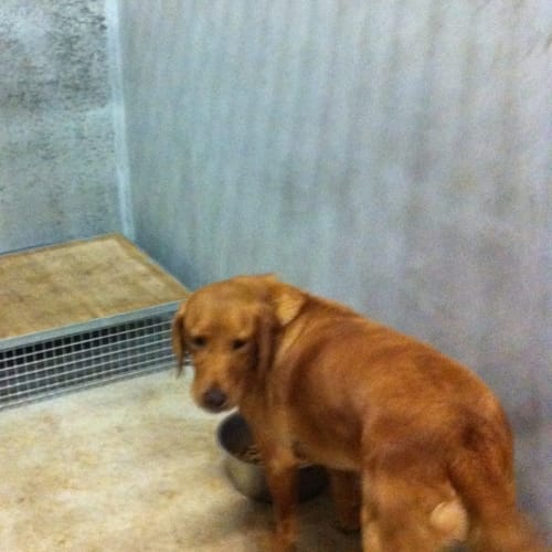 No photo for Albert Inpounded Needs Foster/Carer
