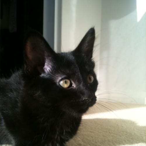 No photo for **Adoption Pending** Jemimah