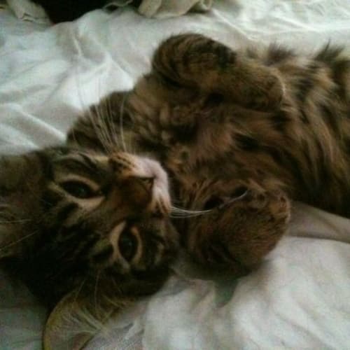 No photo for **Adoption Pending** Thomas