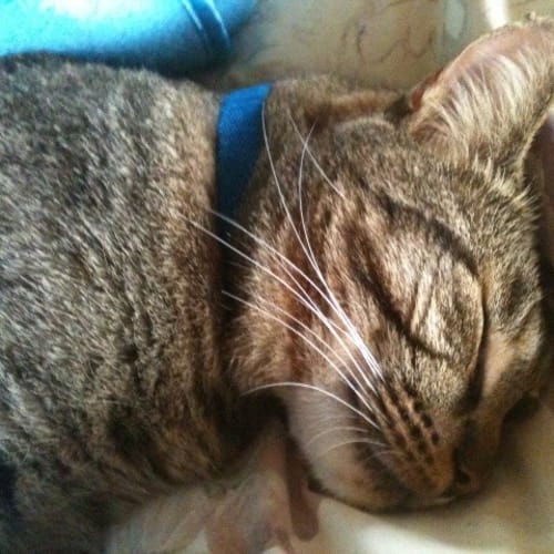 No photo for **Adoption Pending** Dean