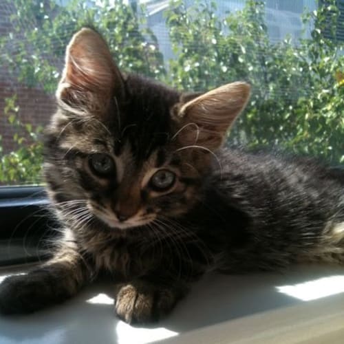 No photo for **Adoption Pending** Tabitha