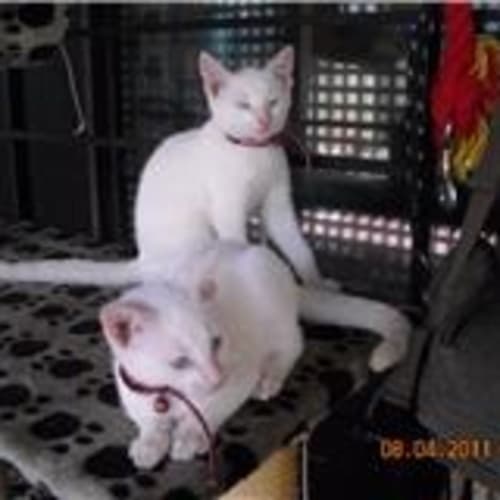 Whitey