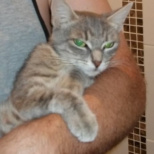 No photo for Nala
