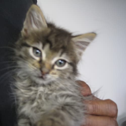 No photo for Tyesha (Deposit Taken)