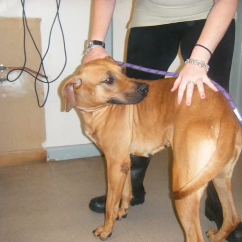 No photo for Leila (Facing Euthanasia)