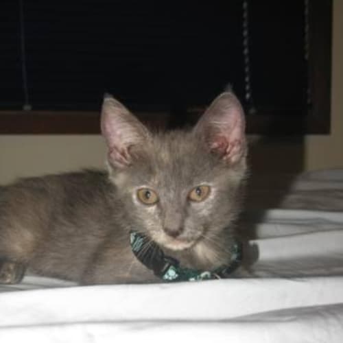 No photo for Nahla (C1586) **Adopted**