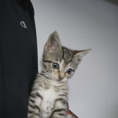 No photo for Snickers (7 Weeks Old) Deposit Taken