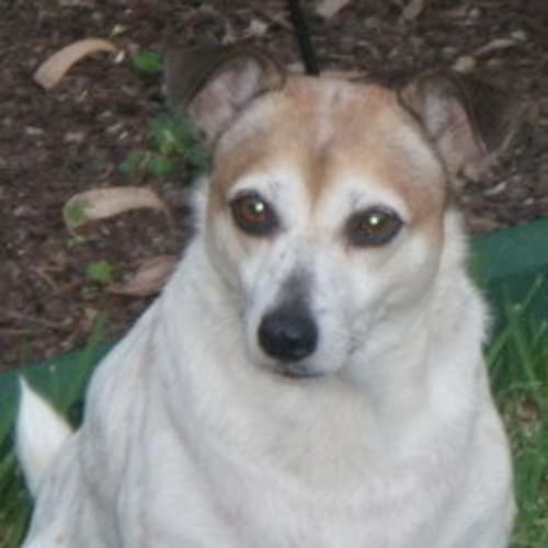 No photo for Cody = Only $200