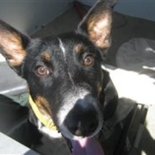 No photo for Pound Dog Foster Carer Urgent