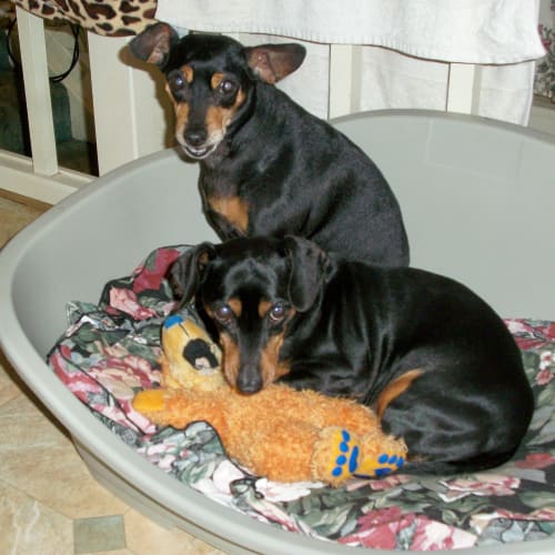 No photo for Milly & Molly(on Trial)