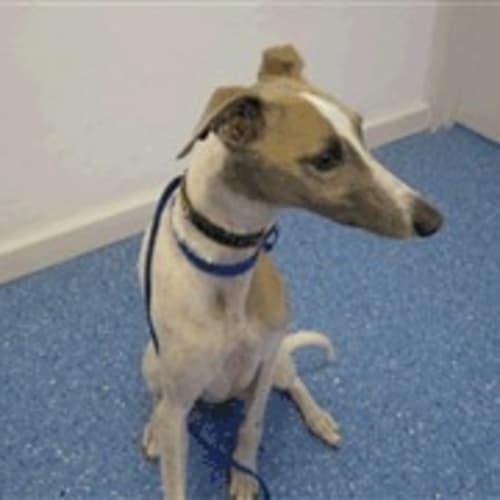 No photo for Pound Dog Whippet Urgent Foster Carer