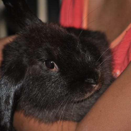 No photo for **Adoption Pending** Alvin   Mini Lop