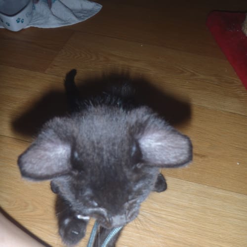 No photo for Tonks
