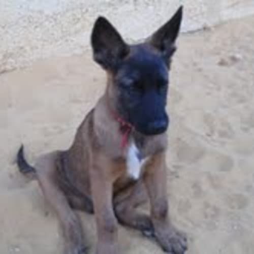 No photo for **Adoption Pending** Mac