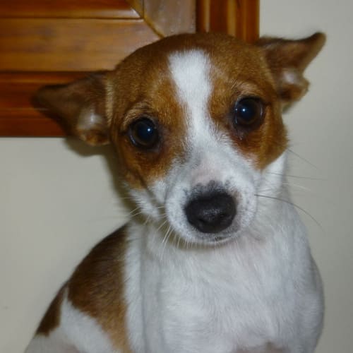 No photo for Dolly'new Home Pending'