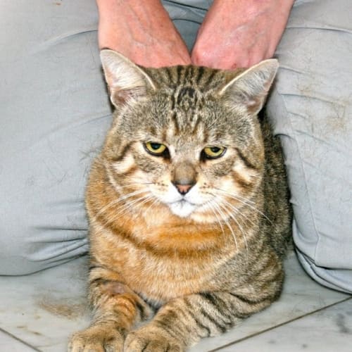 No photo for Bushcat